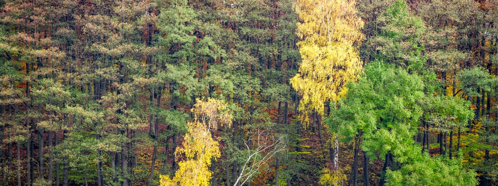 forest in autumn over the lake 2023 11 27 05 18 19 utc