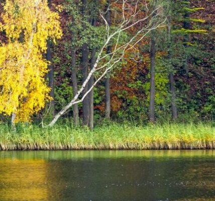 forest in autumn over the lake 2023 11 27 05 18 19 utc e1732870349932