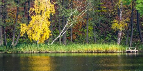 forest in autumn over the lake 2023 11 27 05 18 19 utc e1732870349932