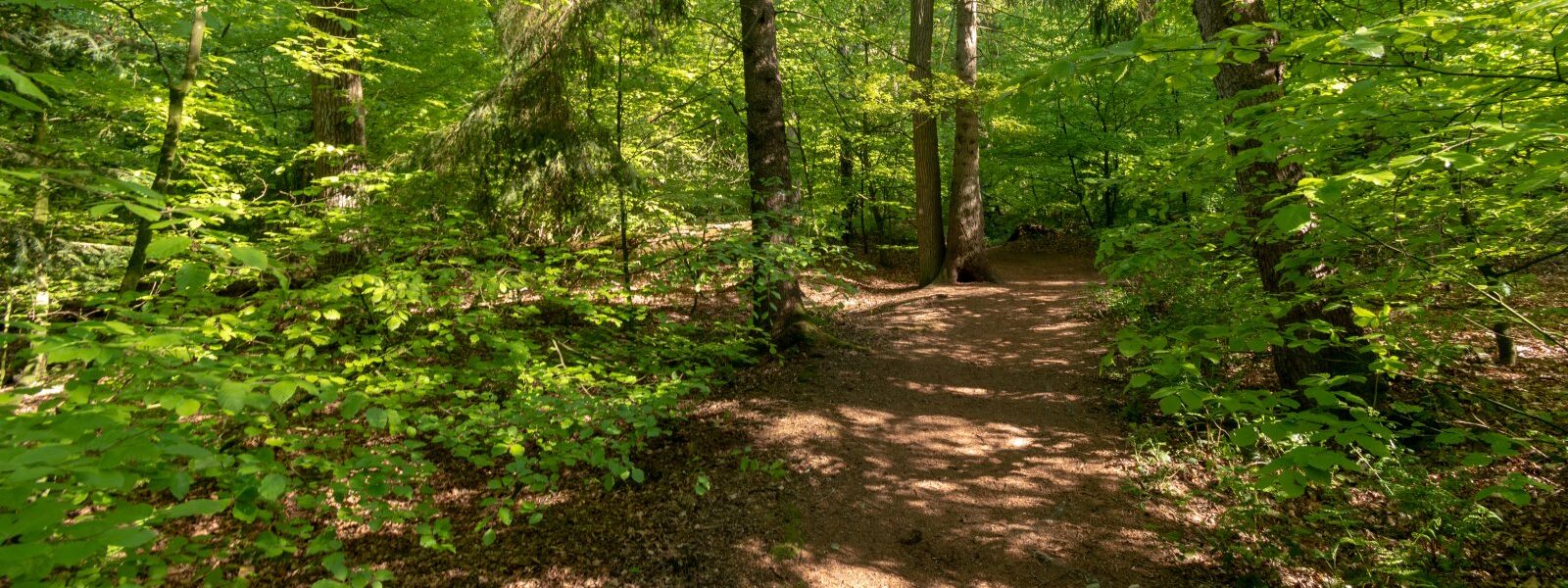 landscape shot of a forest on a sunny day 2023 11 27 05 07 56 utc e1732871743139