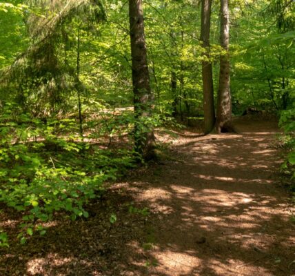 landscape shot of a forest on a sunny day 2023 11 27 05 07 56 utc e1732871743139