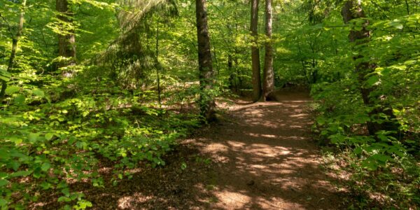 landscape shot of a forest on a sunny day 2023 11 27 05 07 56 utc e1732871743139