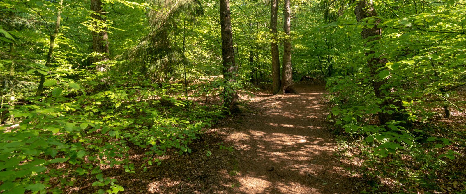 Wielkie wędrówki po Świerkocinie – popularne szlaki piesze i przygody w lesie 6 landscape shot of a forest on a sunny day 2023 11 27 05 07 56 utc e1732871743139